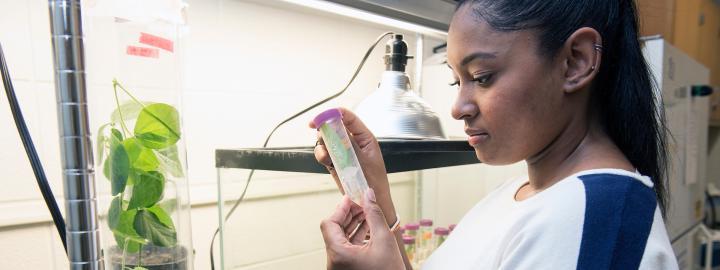 Graduate student works in a biology lab.